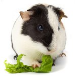 Dents de cochon d'Inde: principaux problèmes