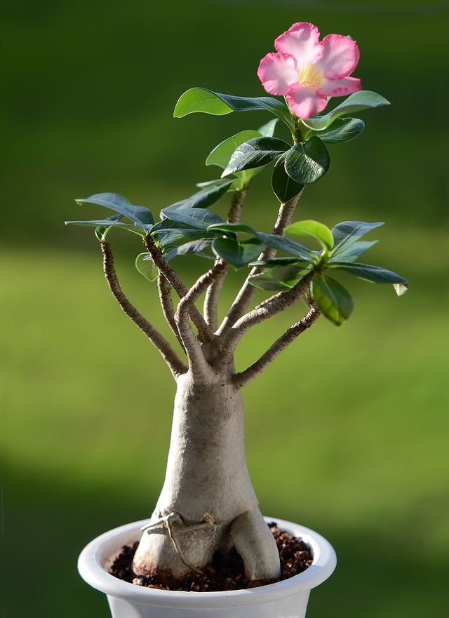 Adenium - soins à domicile (photo, vidéo). Comment bien prendre soin d'une fleur d'adénium