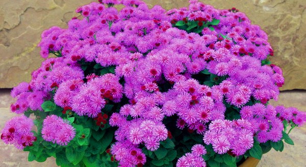 Ageratum: planter et soigner. Variétés populaires