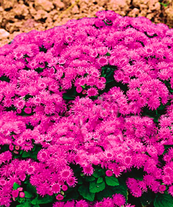 Ageratum: planter et soigner. Variétés populaires