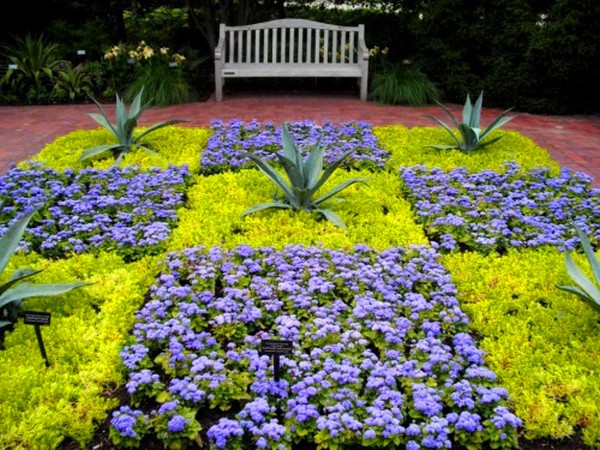 Ageratum: planter et soigner. Variétés populaires