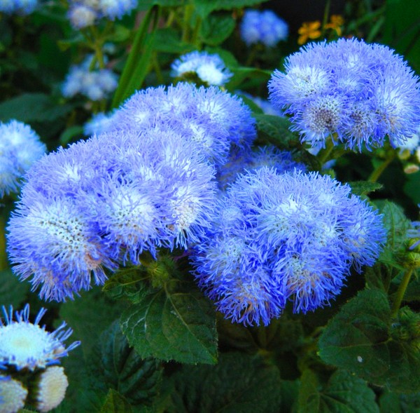 Ageratum: planter et soigner. Variétés populaires