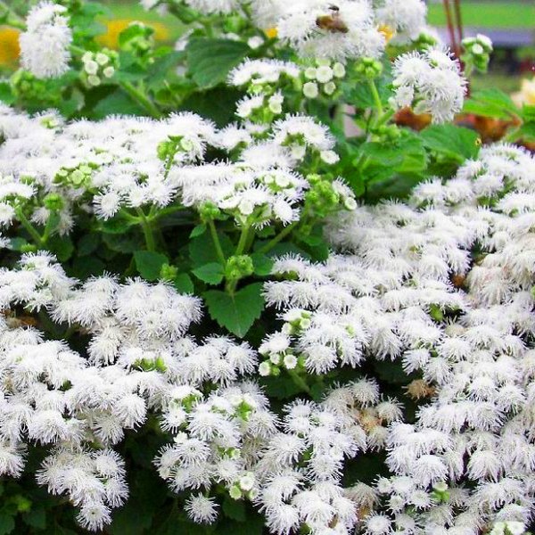 Ageratum: planter et soigner. Variétés populaires