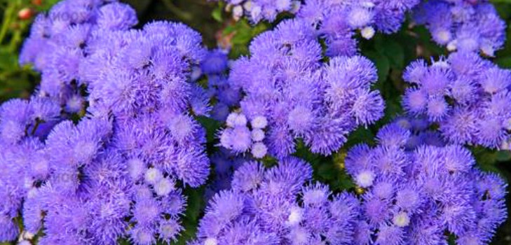 Ageratum: planter et soigner. Variétés populaires