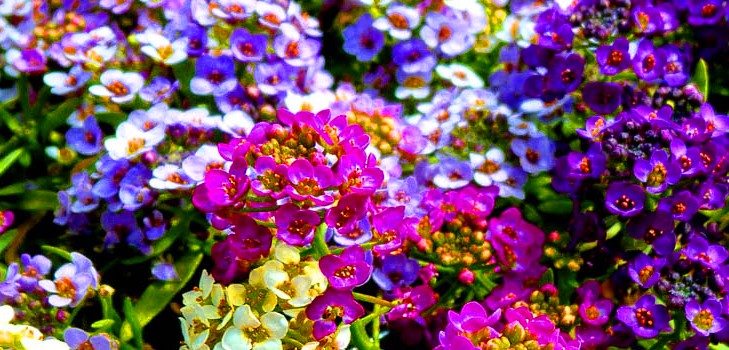 Alyssum: plantation et soin, photos des meilleures variétés