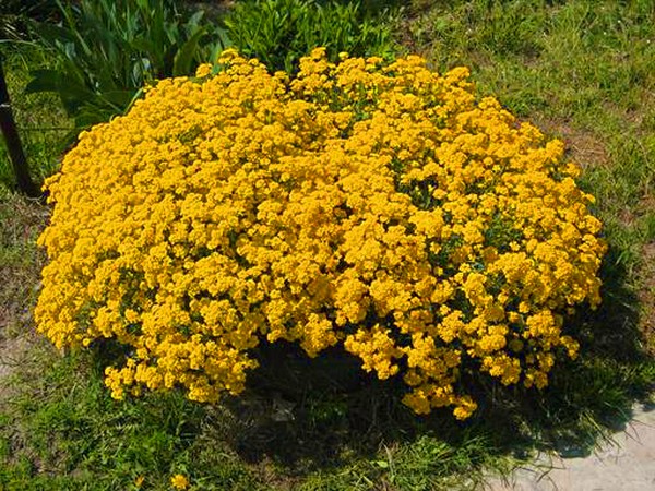 Alyssum: plantation et soin, photos des meilleures variétés