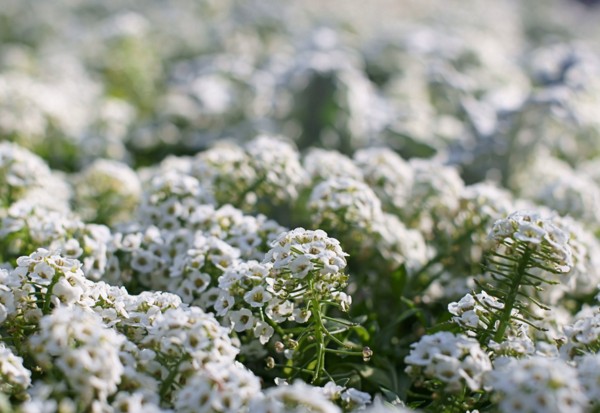 Alyssum: plantation et soin, photos des meilleures variétés