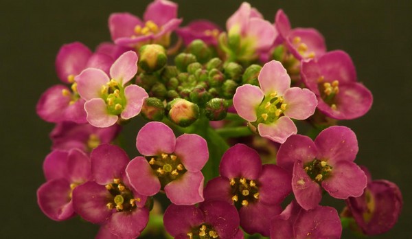 Alyssum: plantation et soin, photos des meilleures variétés