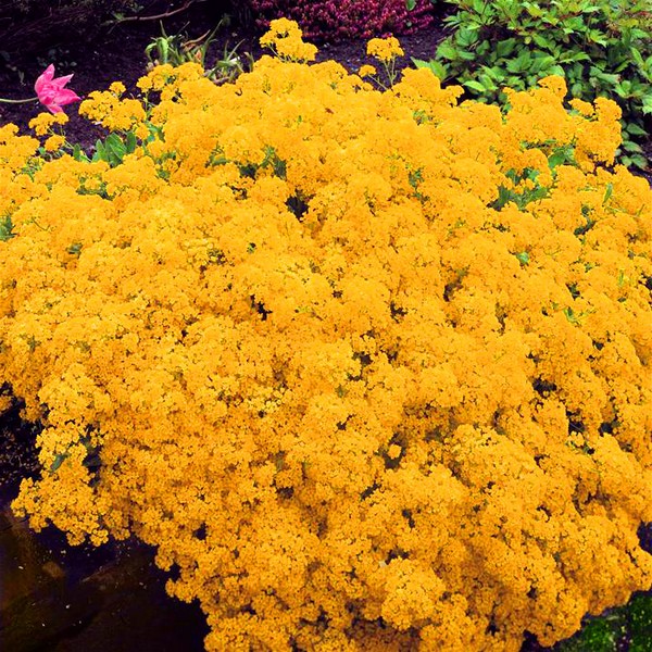 Alyssum: plantation et soin, photos des meilleures variétés