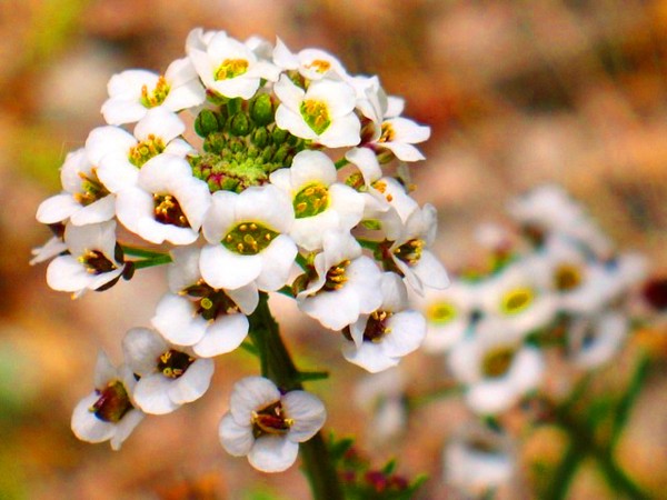 Alyssum: plantation et soin, photos des meilleures variétés