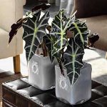 Alocasia et prendre soin d'elle Alocasia et prendre soin d'elle