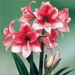 Amaryllis et hippeastrum: frères jumeaux Amaryllis et hippeastrum: frères jumeaux