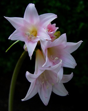 Amaryllis et hippeastrum: frères jumeaux Amaryllis et hippeastrum: frères jumeaux
