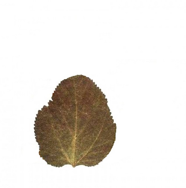 Applique de feuilles d'automne pour la maternelle et 1-2 classes d'école, master classes avec photo et vidéo