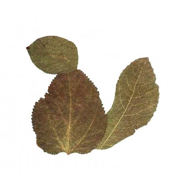Applique de feuilles d'automne pour la maternelle et 1-2 classes d'école, master classes avec photo et vidéo