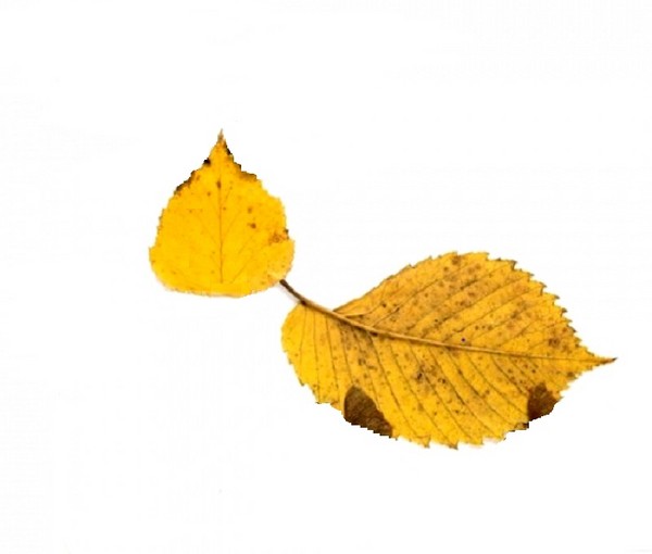 Applique de feuilles d'automne pour la maternelle et 1-2 classes d'école, master classes avec photo et vidéo