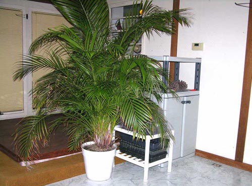 Areca. Soins à domicile
