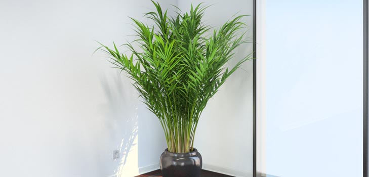 Areca, paume