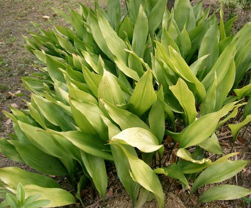 Aspidistra en bouquets