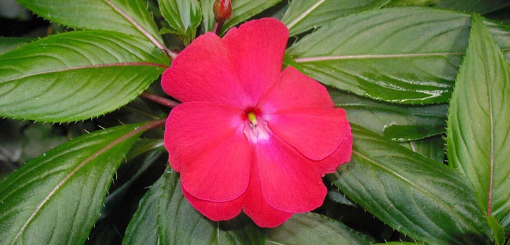 Jardin de balsam: culture