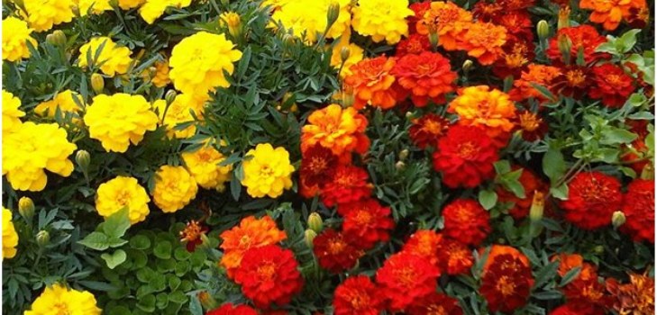 fleurs de soucis