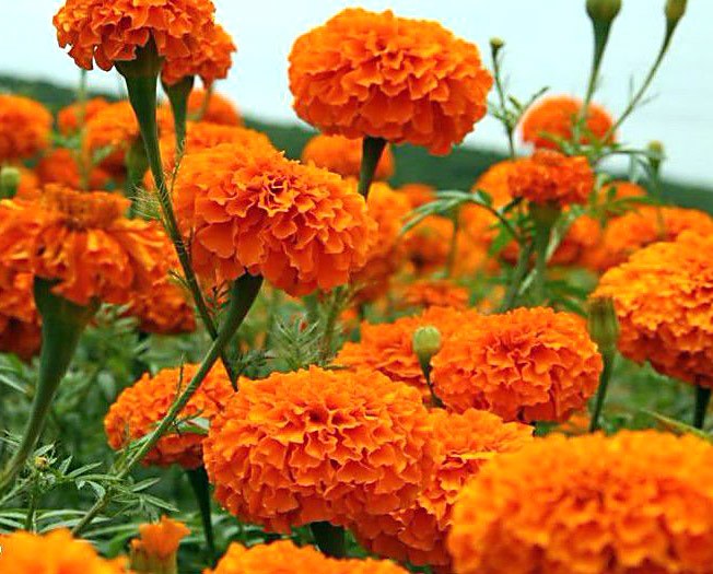 fleurs orange