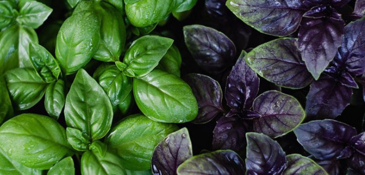 Basilic: culture d'herbe épicée sur le rebord de la fenêtre et en pleine terre