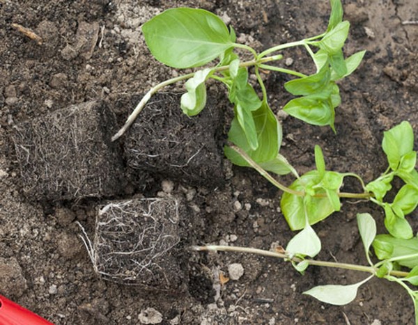 Basilic: culture d'herbe épicée sur le rebord de la fenêtre et en pleine terre