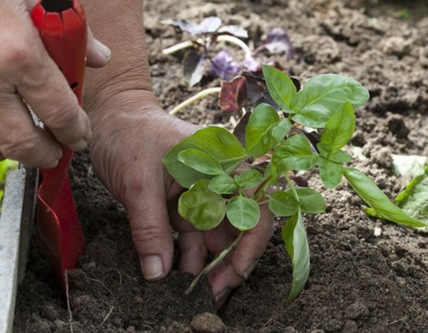 Basilic: culture d'herbe épicée sur le rebord de la fenêtre et en pleine terre