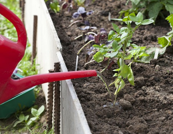 Basilic: culture d'herbe épicée sur le rebord de la fenêtre et en pleine terre