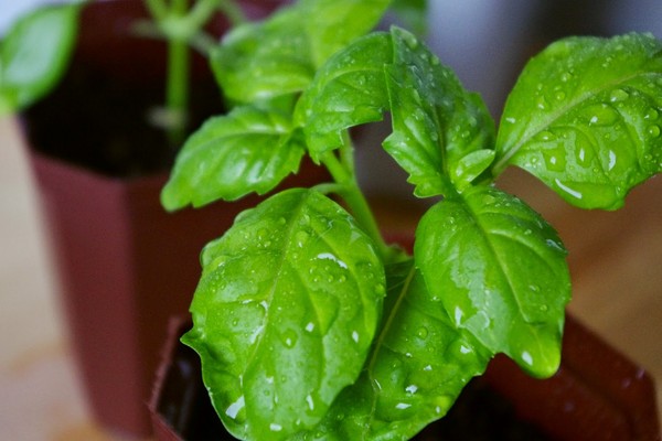 Basilic: culture d'herbe épicée sur le rebord de la fenêtre et en pleine terre