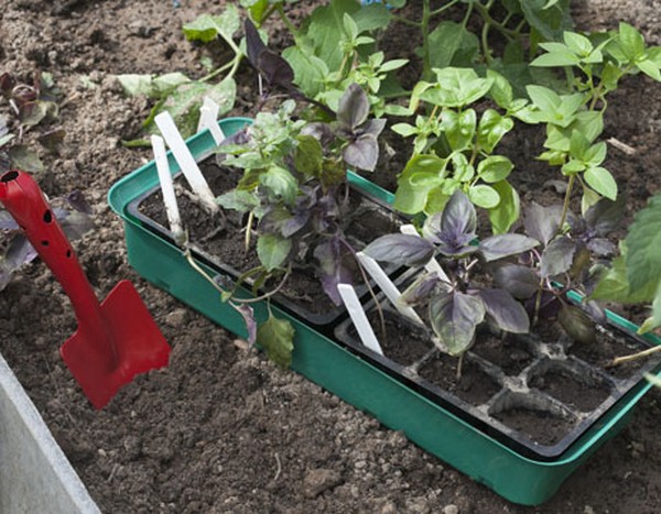 Basilic: culture d'herbe épicée sur le rebord de la fenêtre et en pleine terre