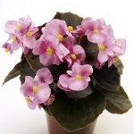 Begonia à partir de graines