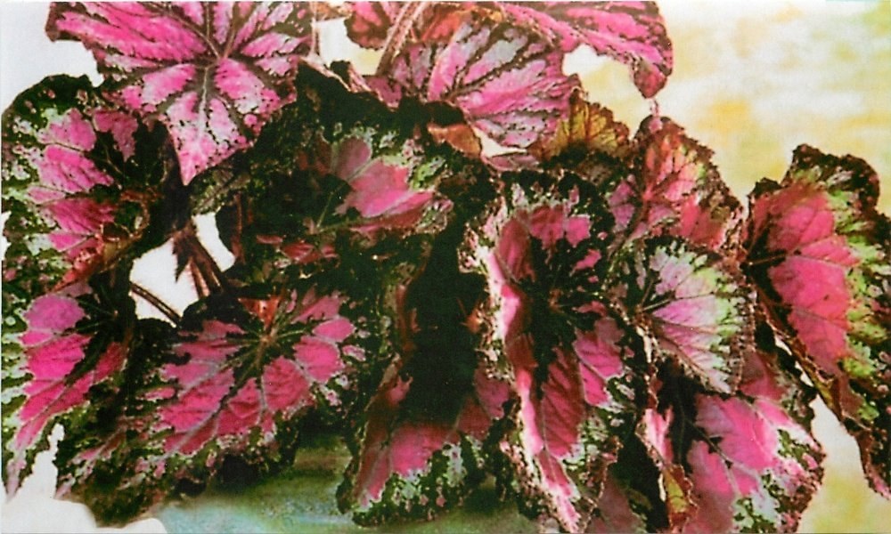 bégonia sans fleurs