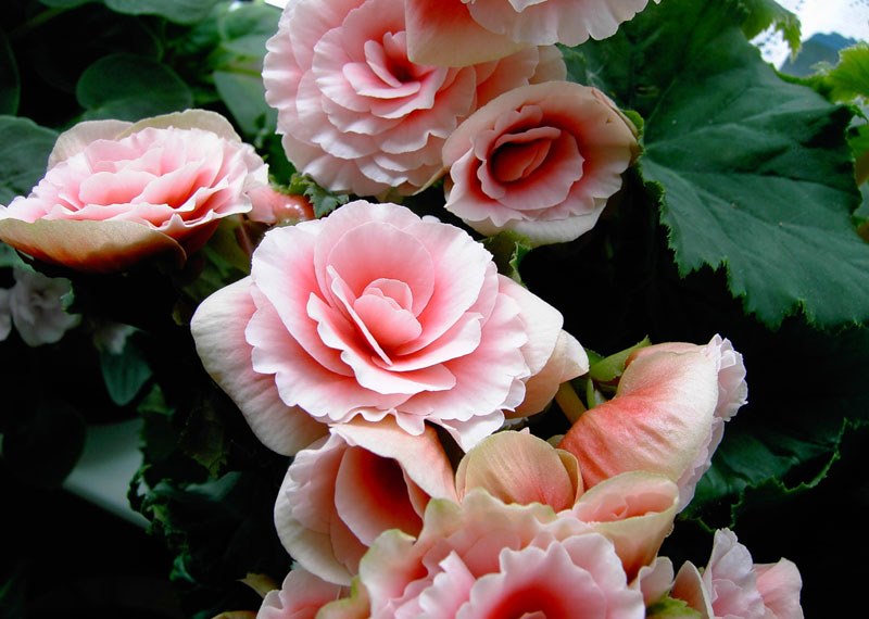 bégonia rose