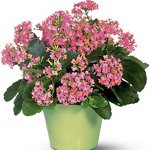 Maladies des plantes d'intérieur: maladies virales
