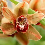 Maladies des orchidées