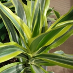 Que faire si la dracaena sèche ou devient jaune? 