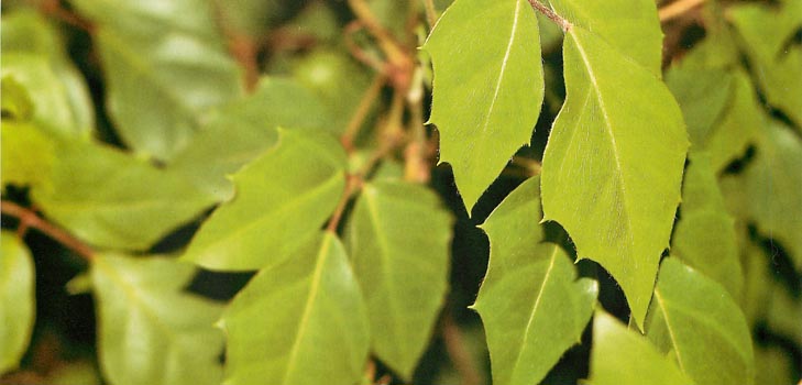 Cissus: photo et soins à domicile