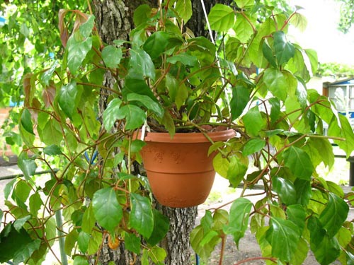 Cissus. Sortes de raisins