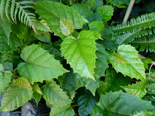 Cissus. Soins à domicile