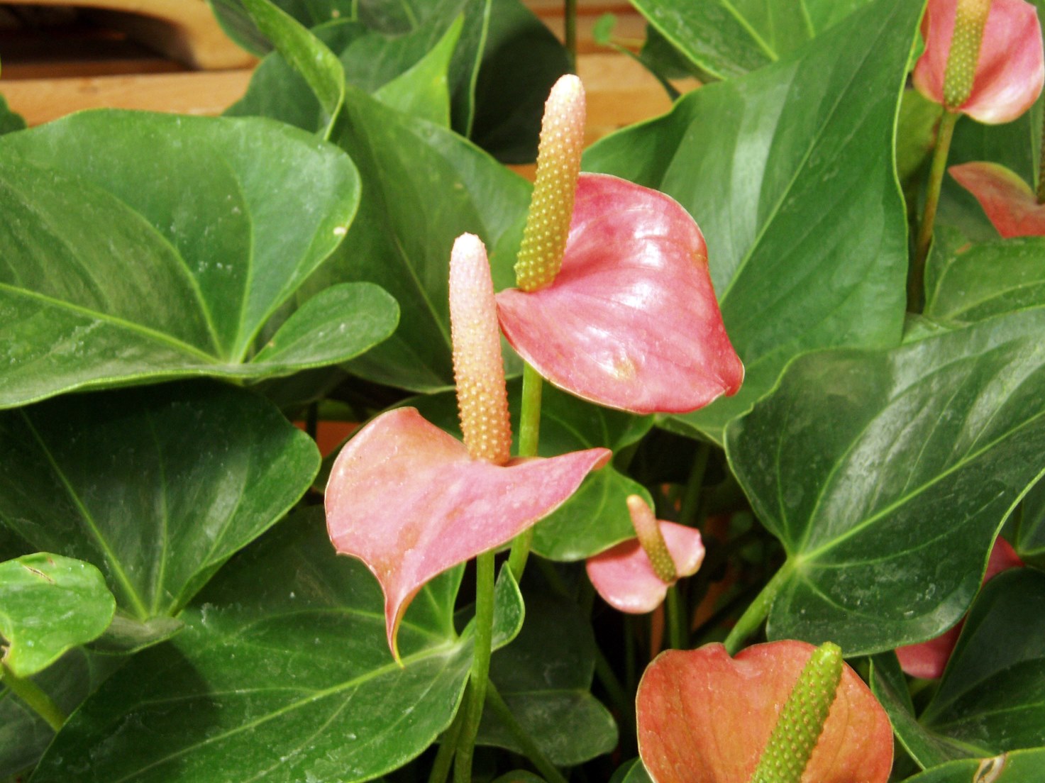 plante à fleurs