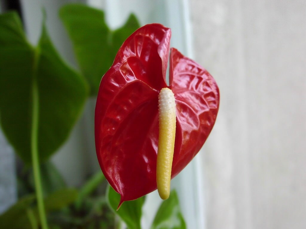 fleur rouge
