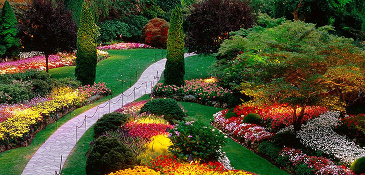 Belles fleurs pour un lit de fleurs