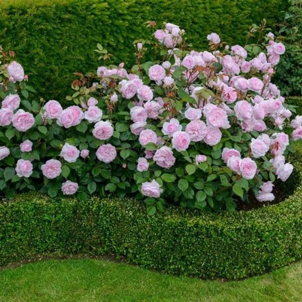 Belles fleurs pour un lit de fleurs