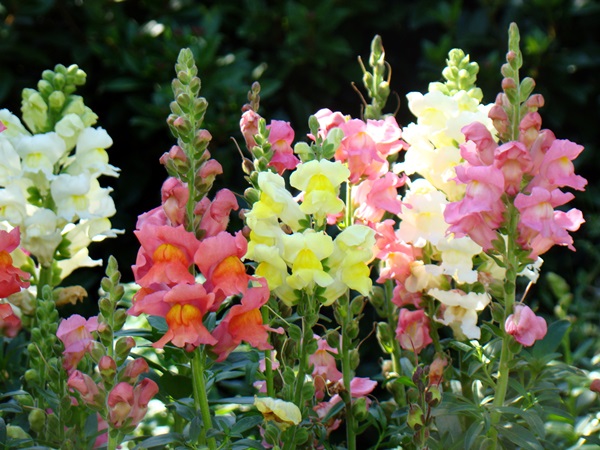 Belles fleurs pour un lit de fleurs