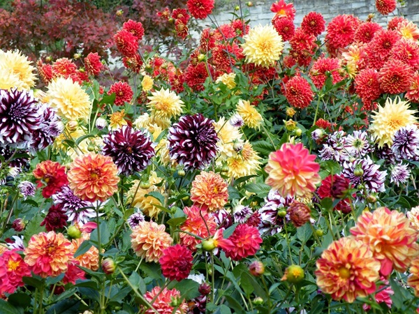 Belles fleurs pour un lit de fleurs