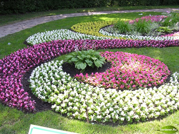 Belles fleurs pour un lit de fleurs