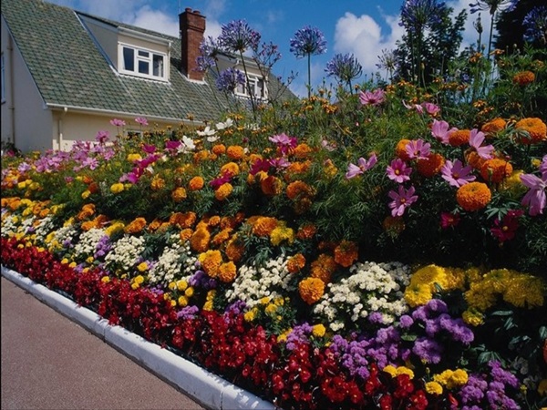 Belles fleurs pour un lit de fleurs