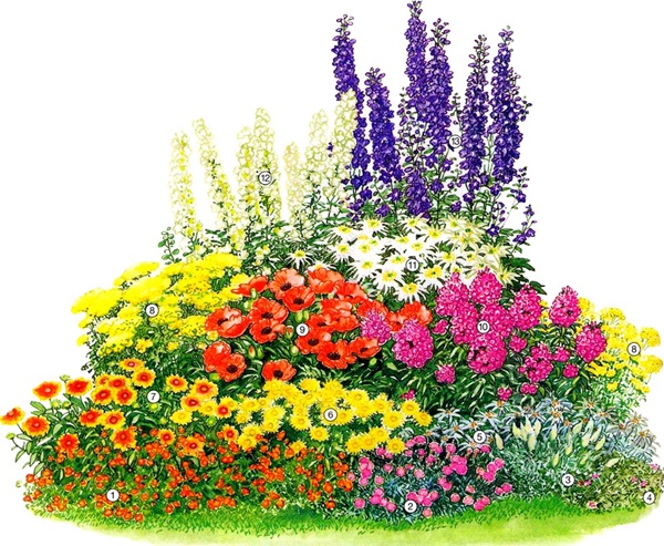 Belles fleurs pour un lit de fleurs